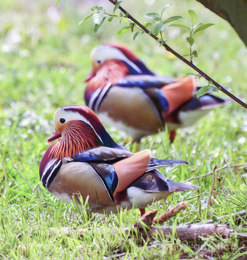 More Mandarin Ducks Photograph by Kerri Farley