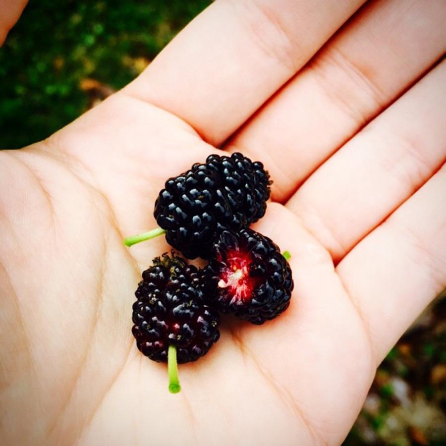 Nature Photograph - More Mulberries #mulberry #cleaneating by Jessica OToole
