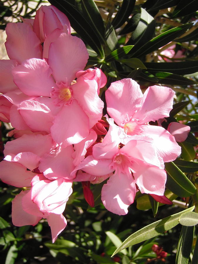 More oleanders Photograph by Stephanie Moore