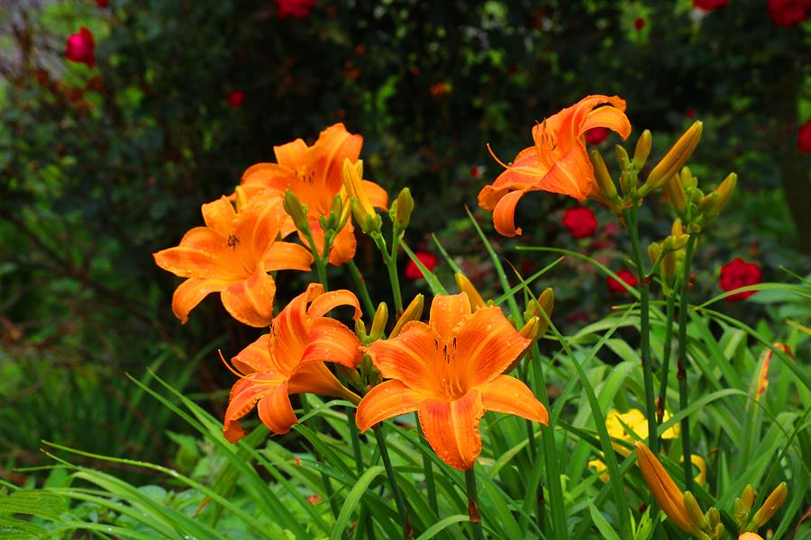 More Orange Daylilies Photograph by Kathryn Meyer - Fine Art America