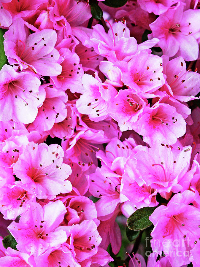 More Pink Azaleas Photograph by Larry Oskin