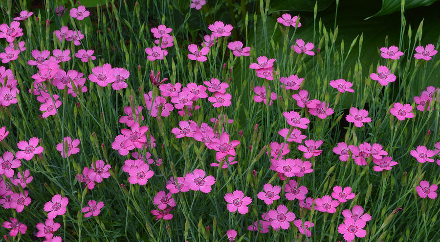 More Pink Flowers 2  Photograph by Lyle Crump
