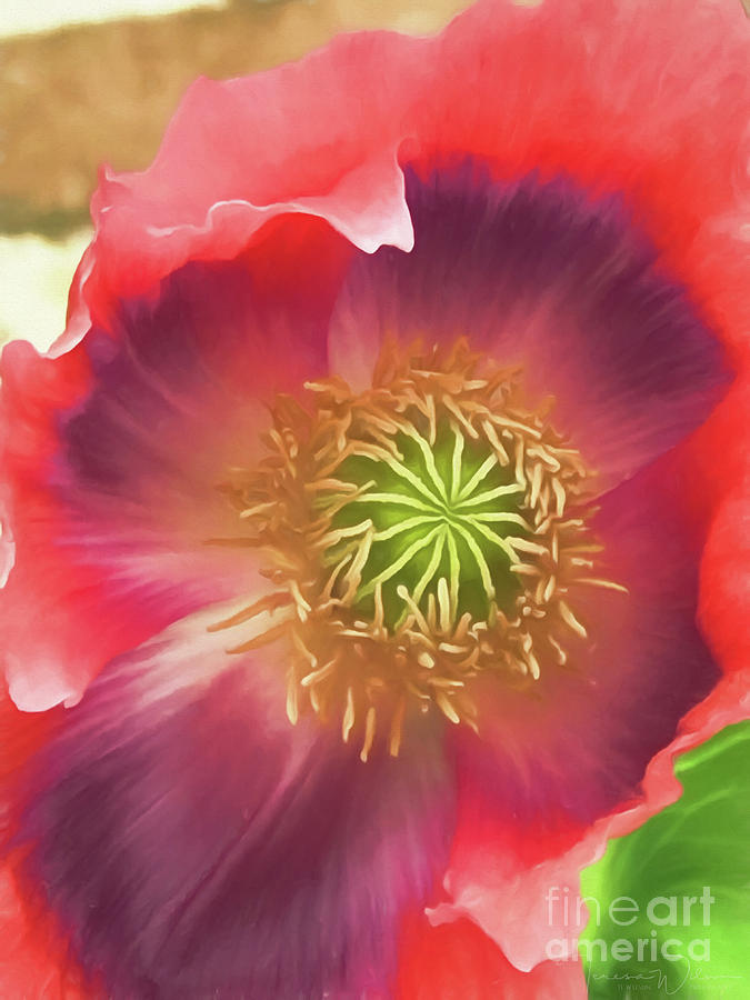 More Poppy Perfection Photograph by Teresa Wilson