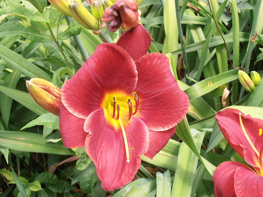 More Red Day Lily Photograph by Tim Donovan