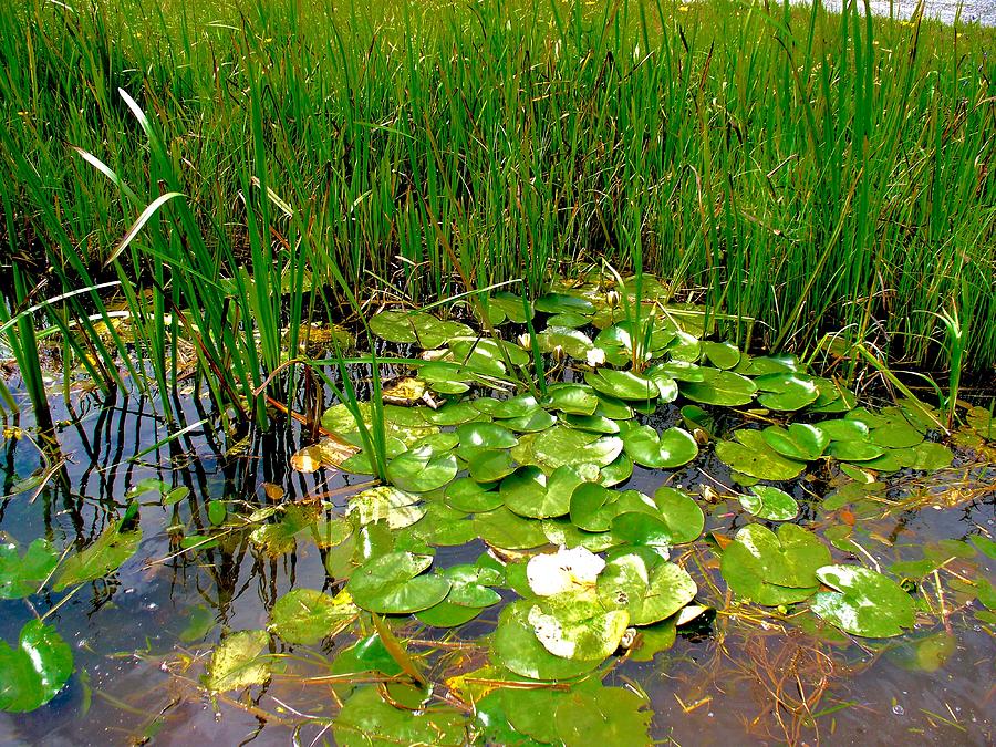 More Royal Canal Lilly Pads Photograph by Kenlynn Schroeder