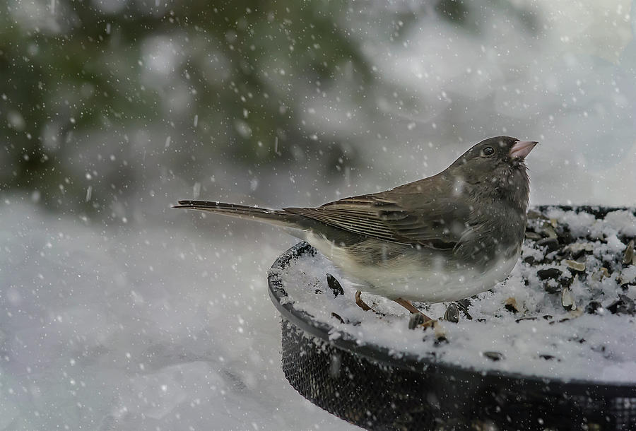 Bird Photograph - More Snow? by Cathy Kovarik
