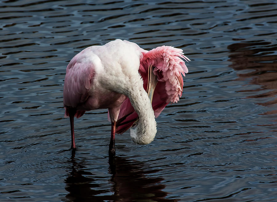 More Spoonbill Preening Contortions Photograph by Richard Goldman