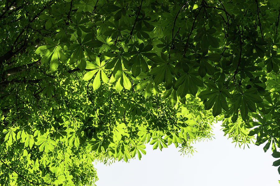 More Than Fifty Shades Of Green - Sunlit Chestnut Leaves Patterns - Down Photograph by Georgia Mizuleva