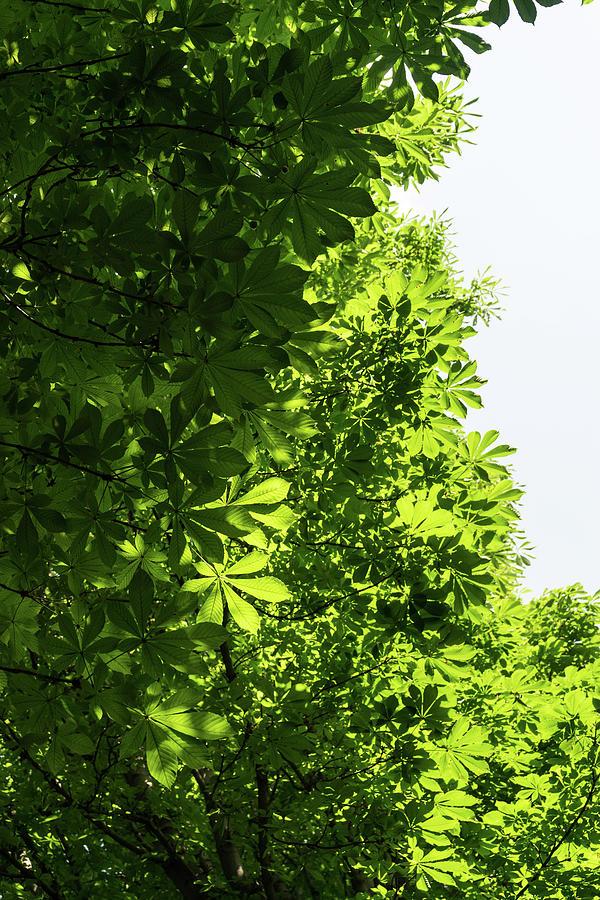More Than Fifty Shades Of Green - Sunlit Chestnut Leaves Patterns - Vertical Left One Photograph by Georgia Mizuleva