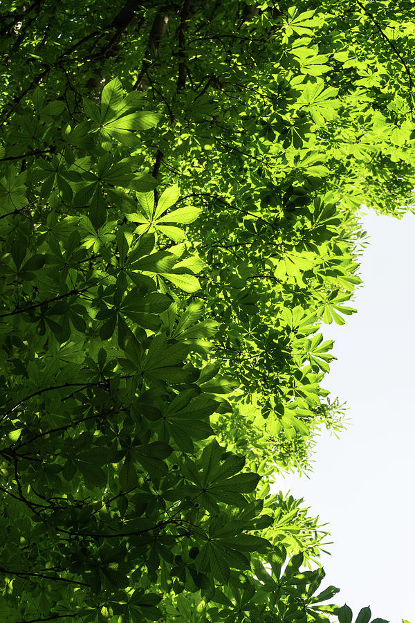 More Than Fifty Shades Of Green - Sunlit Chestnut Leaves Patterns - Vertical Left Two Photograph by Georgia Mizuleva