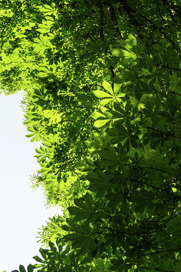 More Than Fifty Shades Of Green - Sunlit Chestnut Leaves Patterns - Vertical Right Two Photograph by Georgia Mizuleva