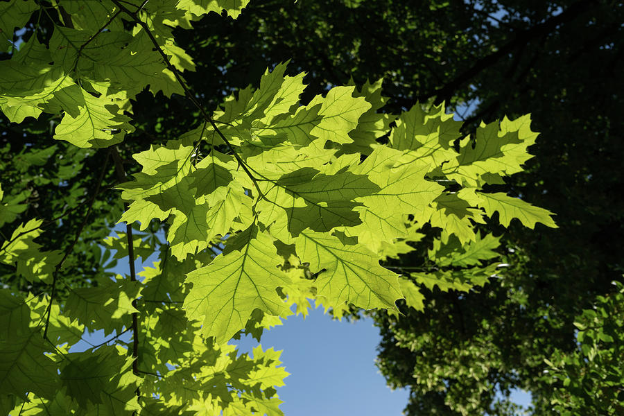 More Than Fifty Shades Of Green - Sunlit Oak and Linden Patterns - Down Right Photograph by Georgia Mizuleva
