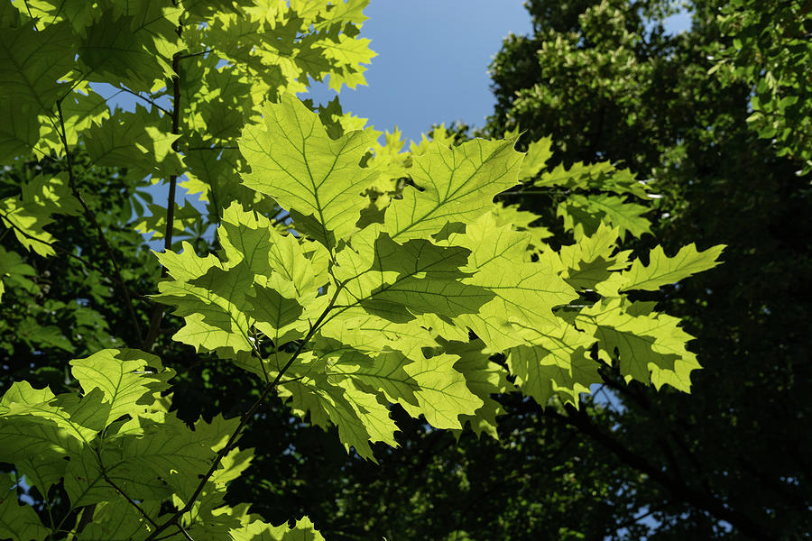 More Than Fifty Shades Of Green - Sunlit Oak and Linden Patterns - Up Left Photograph by Georgia Mizuleva