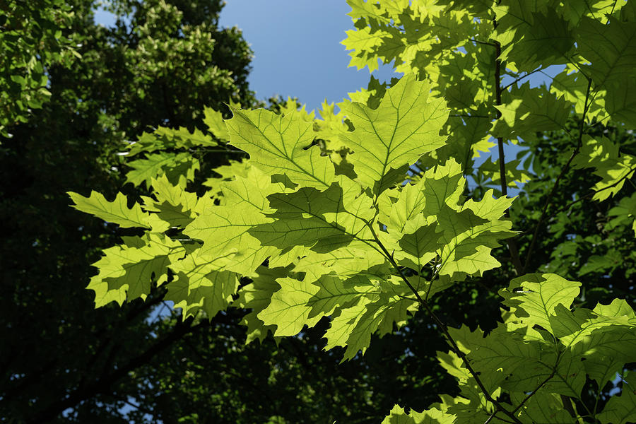 More Than Fifty Shades Of Green - Sunlit Oak and Linden Patterns - Up Right Photograph by Georgia Mizuleva