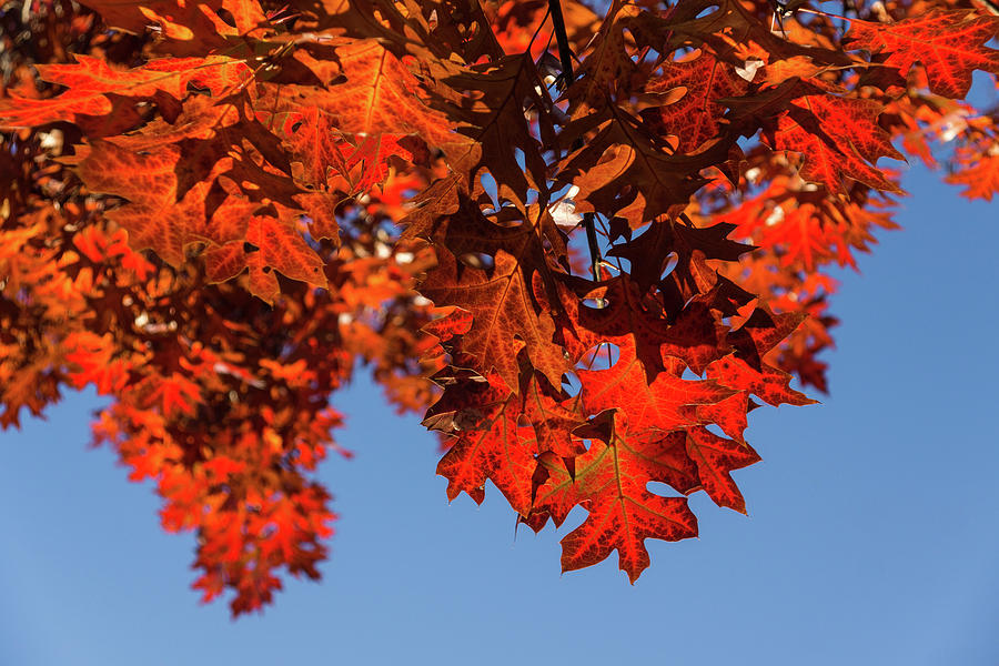 More Than Fifty Shades Of Red - Glossy Leathery Oak Leaves in the Sunshine - Downward Photograph by Georgia Mizuleva
