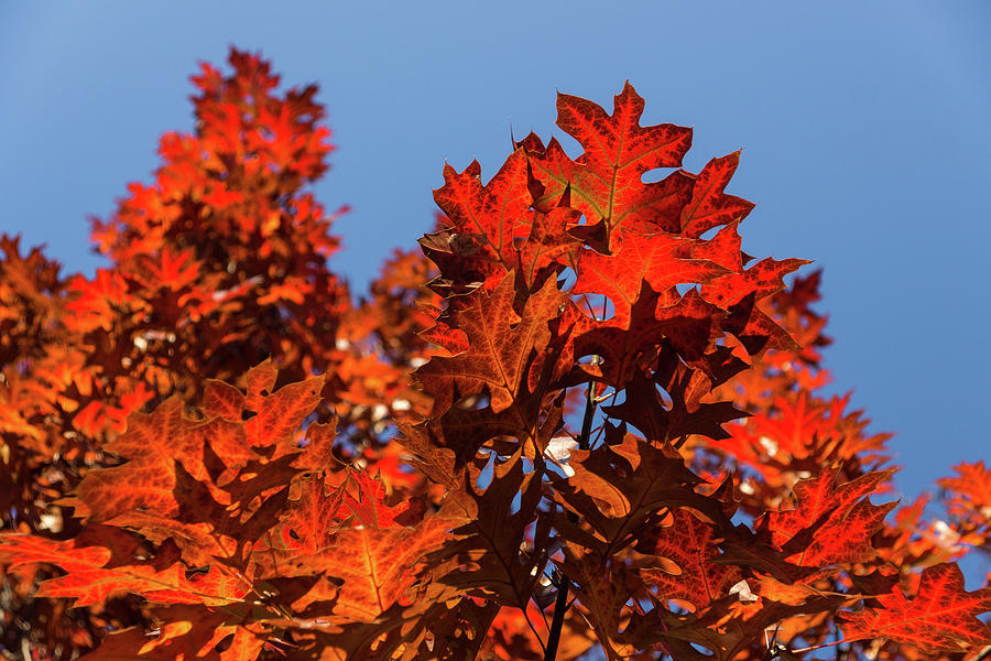 More Than Fifty Shades Of Red - Glossy Leathery Oak Leaves In The Sunshine - Upward Photograph by Georgia Mizuleva