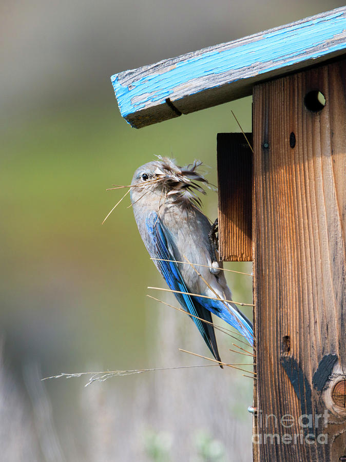 Bluebird Photograph - More than Mouthful by Michael Dawson