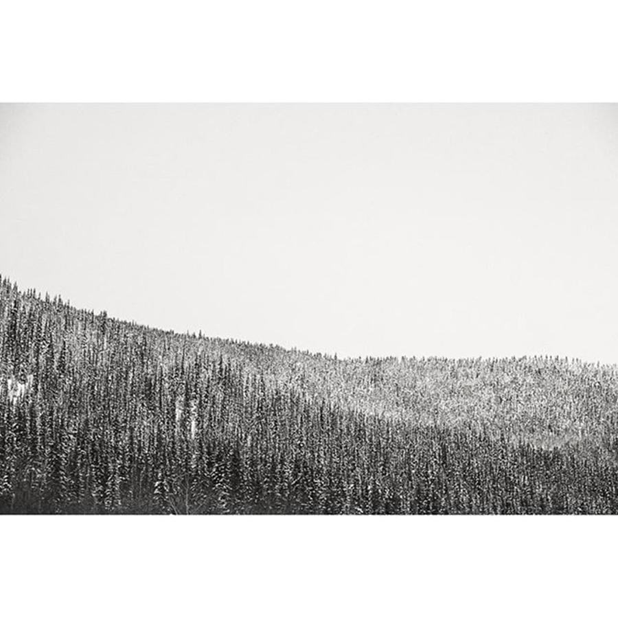 Tree Photograph - More West Dawson #yukon #klondike by Christopher Healey