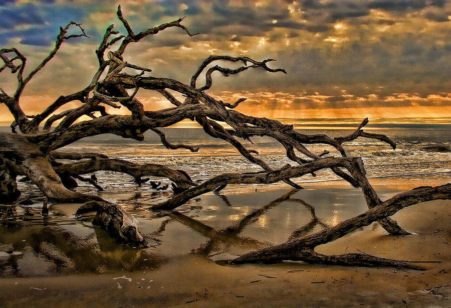 Beach Photograph - More Wood by Joetta West