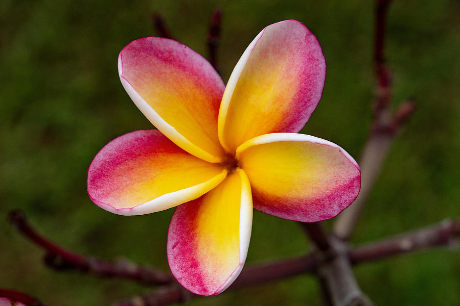 More Yellow and Pink by Martin Naugher More Yellow and Pink by Martin Naugher