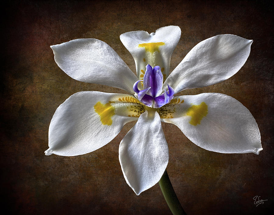 Morea Lily 2 Photograph by Endre Balogh