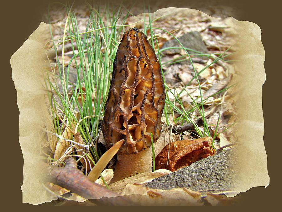 Morel Mushroom - Green Lane PA Photograph by Carol Senske