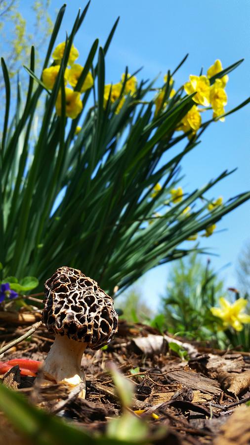 Morel Mushroom and Flowers Photograph by Brook Burling