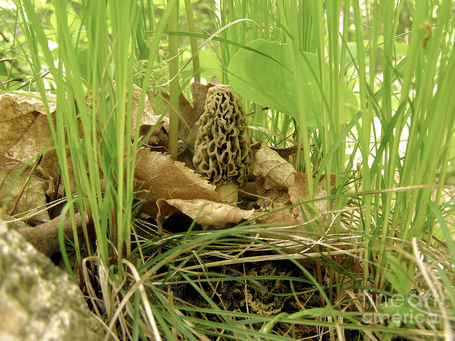 Morel Mushroom Photograph by Angie Rea