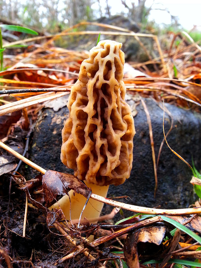 Morel mushroom Photograph by Brook Burling