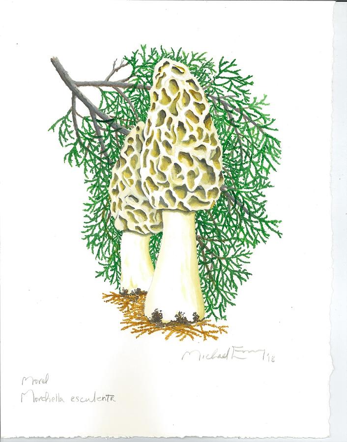 Painting Ink Morel Mushroom Original Illustration Art & Collectibles
