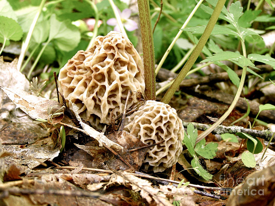 Morel Mushrooms Photograph by Angie Rea
