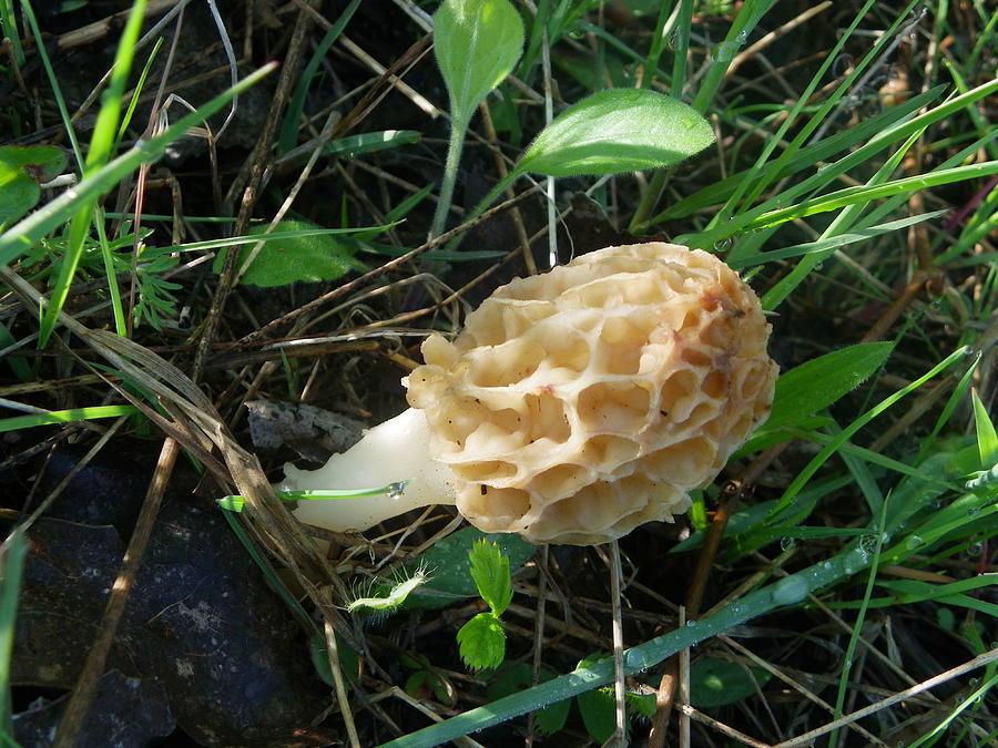 Morel Photograph by Peggy King