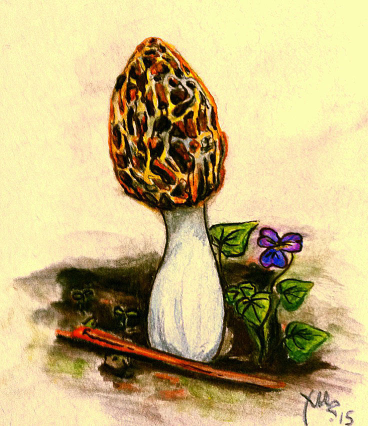 Morel Study Drawing by Alexandria Weaselwise Busen
