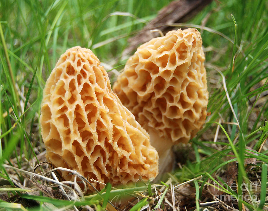 morels-brad-christensen.jpg