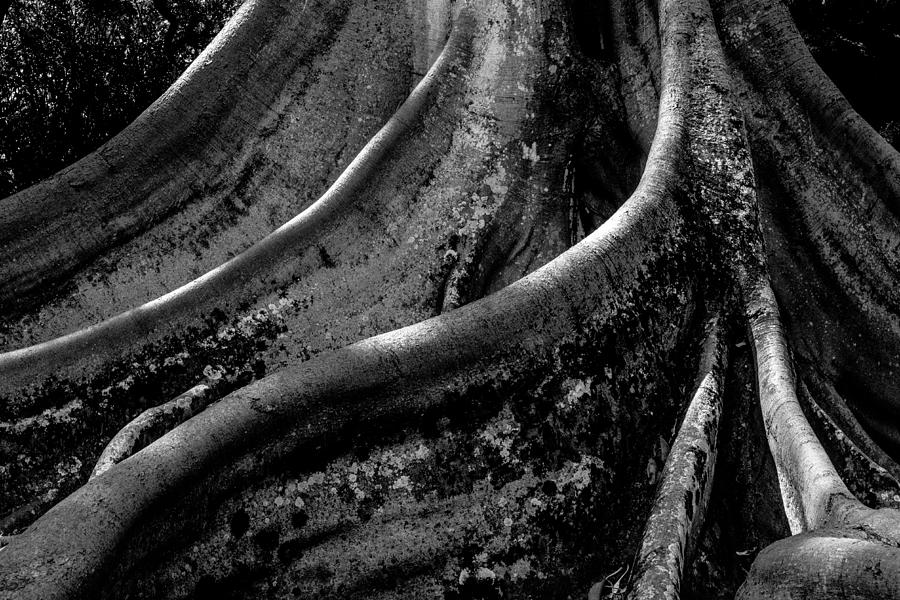 Moreton Bay Fig in BW Photograph by Alan Hart