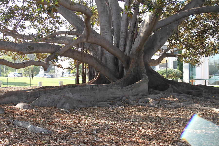 Moreton Bay Fig Tree Photograph By Nick Benton - Pixels