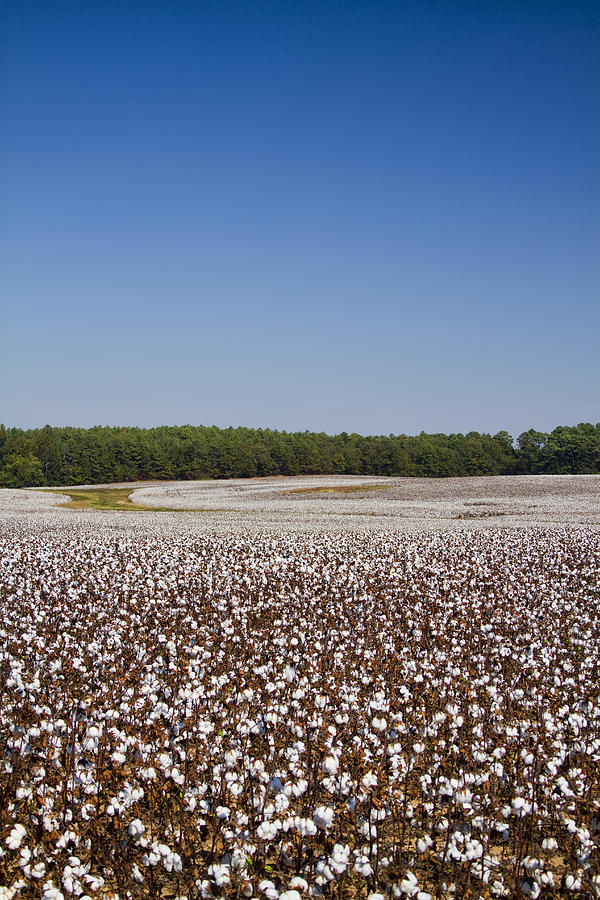 Morgan County Alabama Cotton Crop Photograph by Kathy Clark