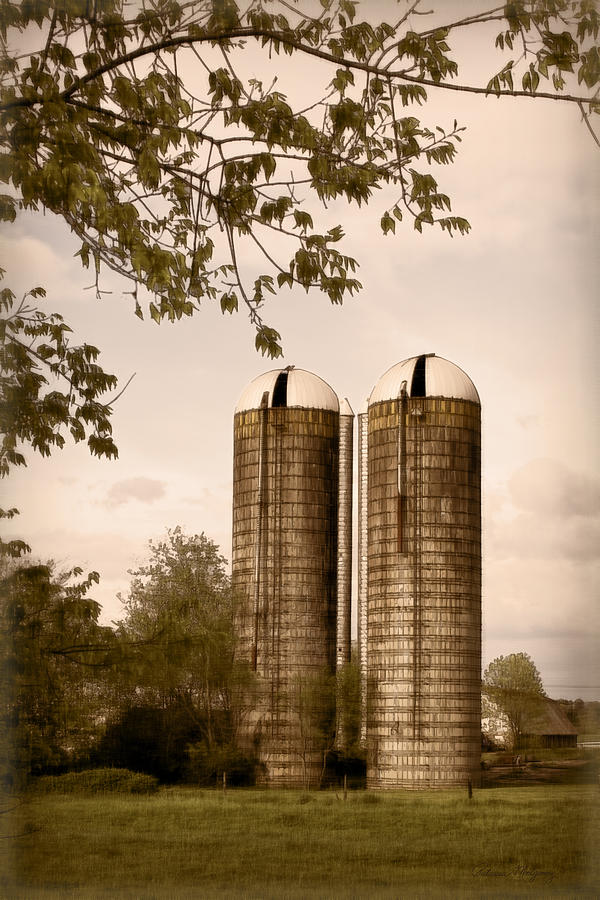 Morgan Dairy Grain Silos Photograph by Patricia Montgomery