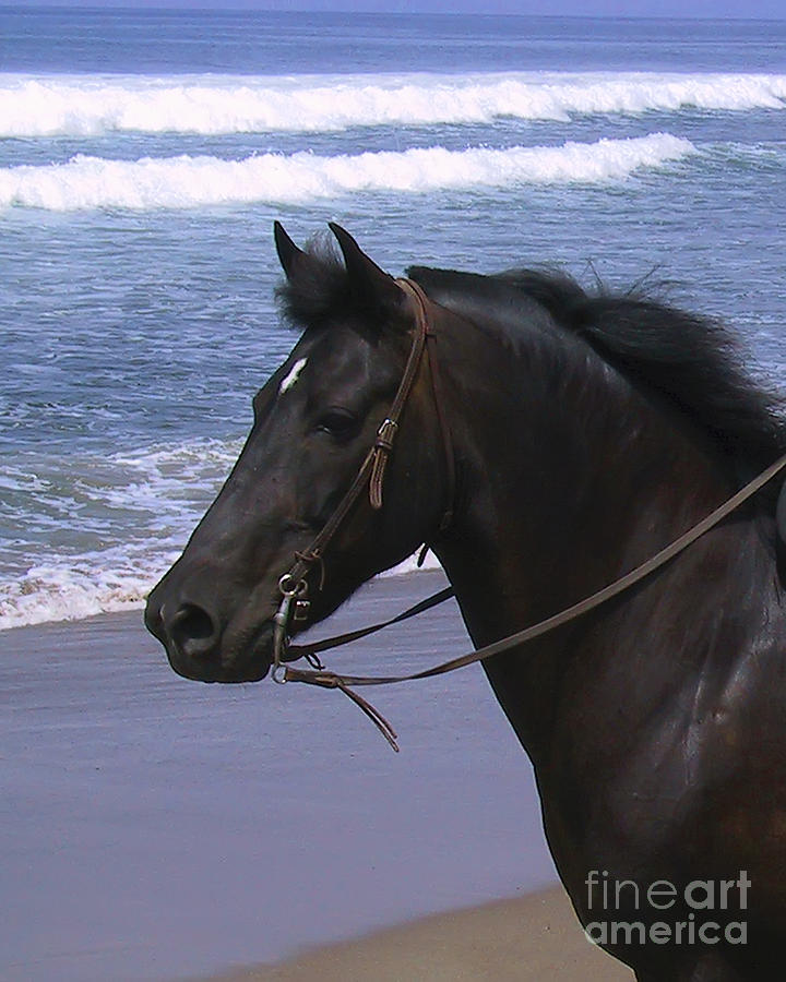 Morgan Head Horse on Beach Photograph by Waterdancer