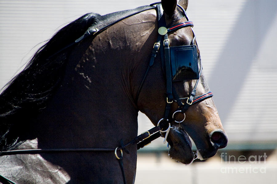 Morgan Horse Head Photograph by Waterdancer 