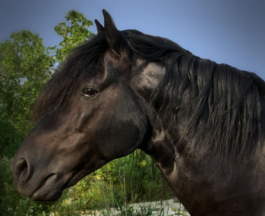 Animal Photograph - Morgan Horse by Sandra Huston