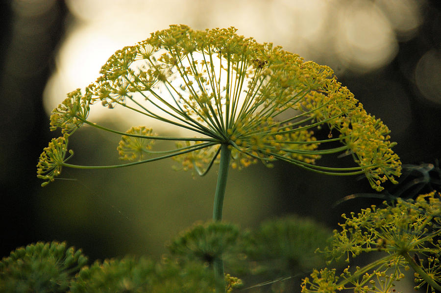 Moring Dill Photograph by Tingy Wende