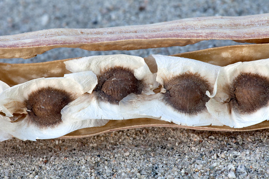 Moringa Seeds In Pod Photograph by Inga Spence - Pixels