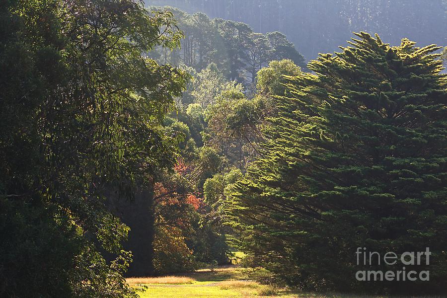 Tree Photograph - Morleys Track At Healesville, Victoria, Australia by Joy Watson