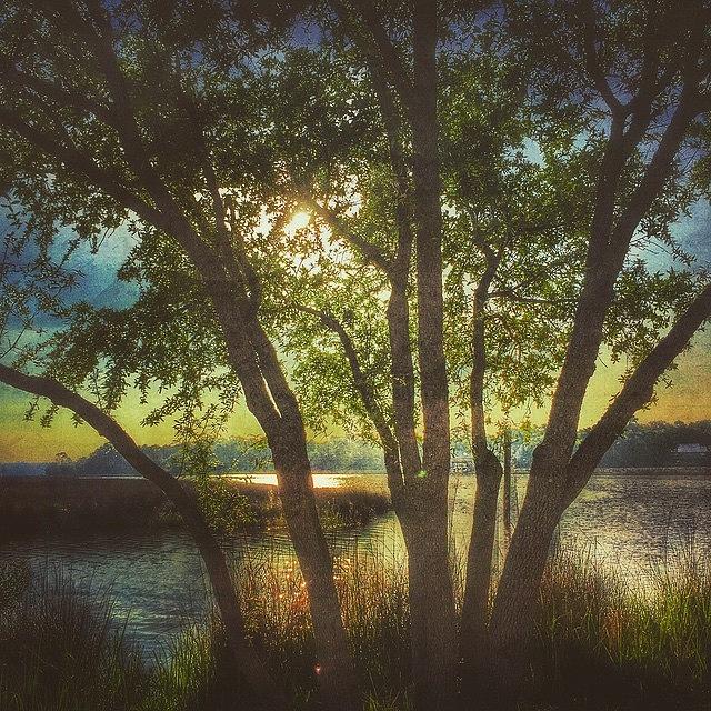 Tree Photograph - Morning Along The Bayou #tree #bayou by Joan McCool