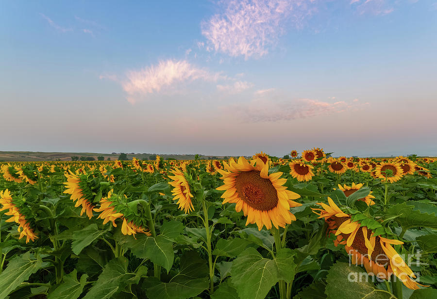 Morning along the Sunflower Fields Photograph by Ronda Kimbrow