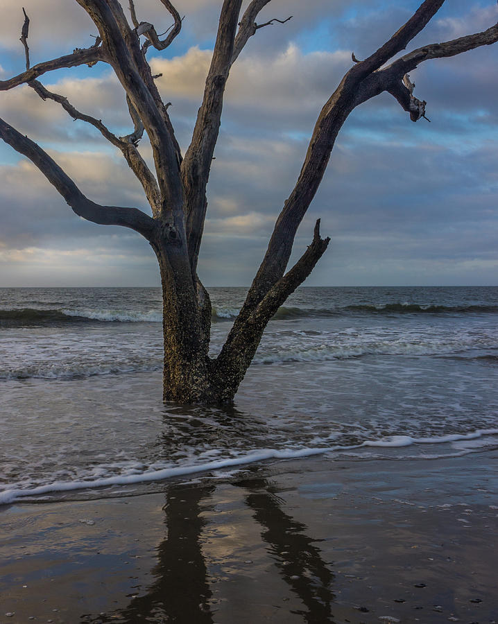 Tree Photograph - Morning at Botany Bay by James Woody