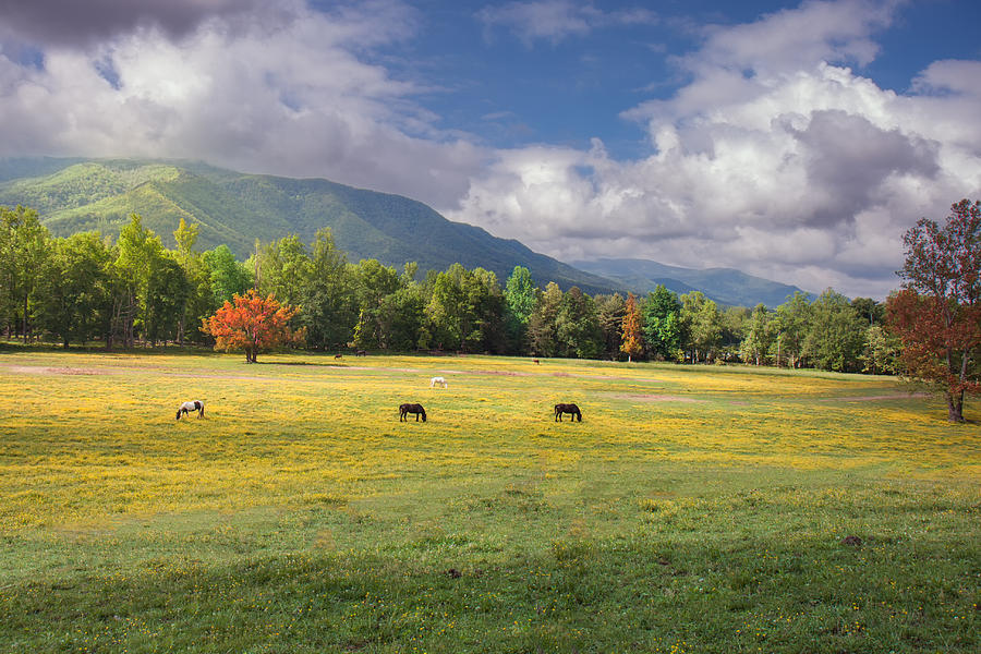 Morning at Cade Cove Photograph by Mary Almond