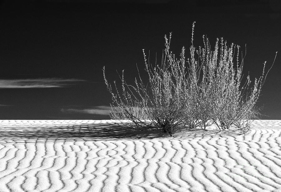 Morning at White Sands  Photograph by Sandra Bronstein
