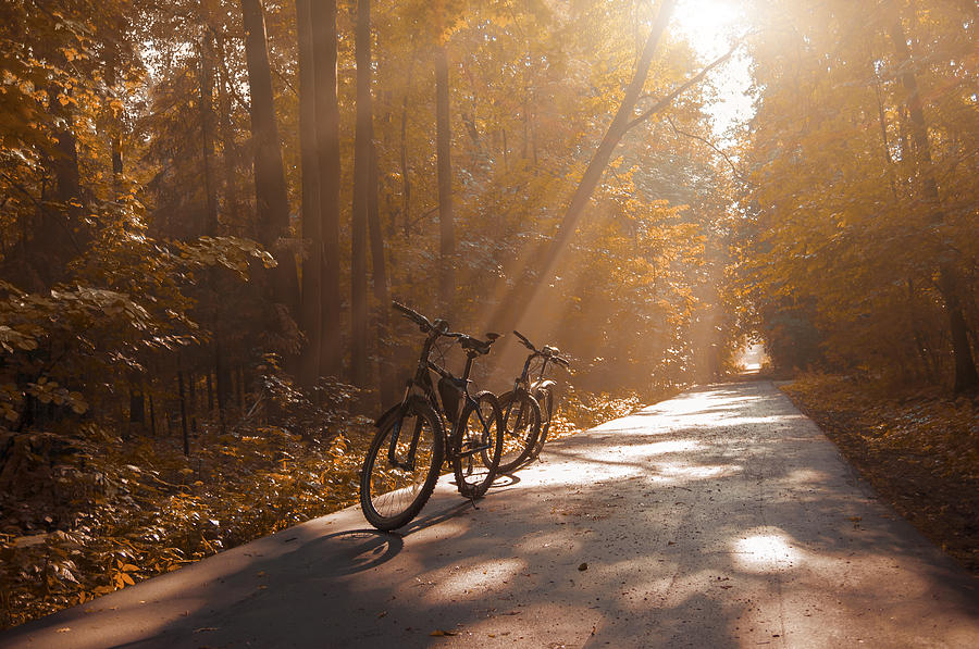 Morning Autumn Forest Photograph by Konstantin Sevostyanov
